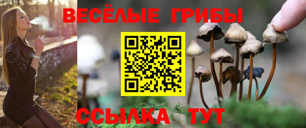 Галлюциногенные грибы Psilocybine cubensis Горячий Ключ